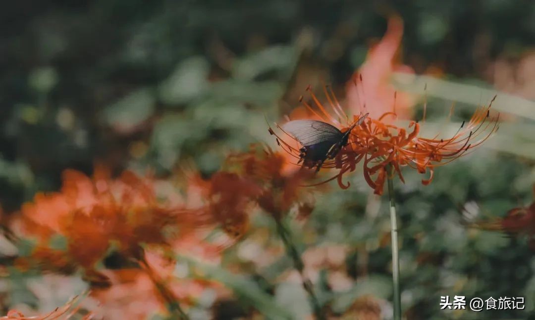 与其异想天开不如脚踏实地,与其身在其中不如置身事外吧
