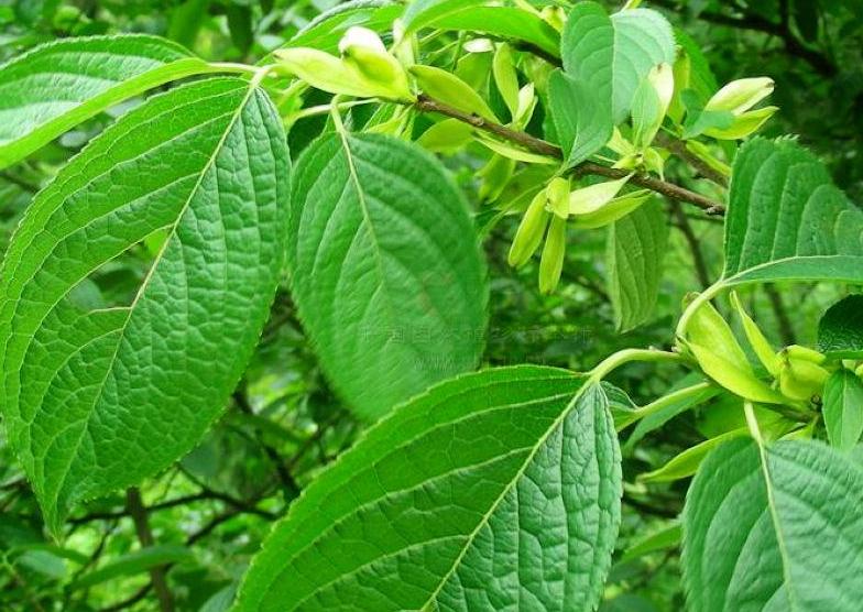 广东老板放弃皮革生意，靠“壮阳树”年入千万，一张树皮卖千元