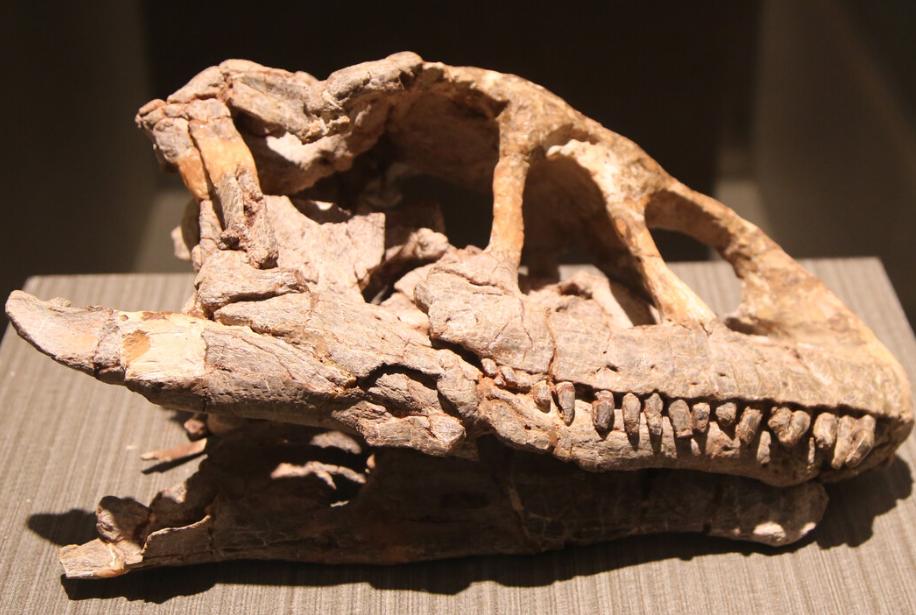 食肉恐龙演化过程,恐龙的分类发展及死亡历程