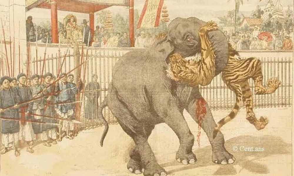 老虎vs大象,当猫科二弟遇到象科老大,谁会笑到最后呢?