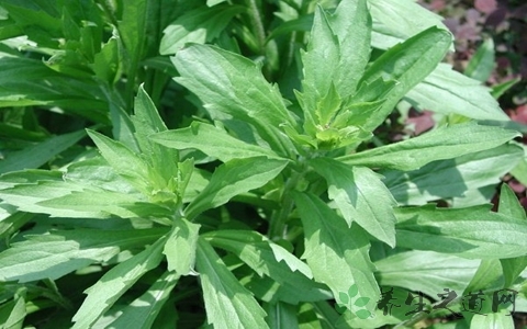 花园要打理得好先除杂草,春天草坪长杂草这样做除草更简单