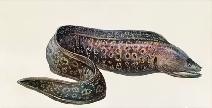 鳗鱼是一种神奇的生物,鳗鱼神奇物种