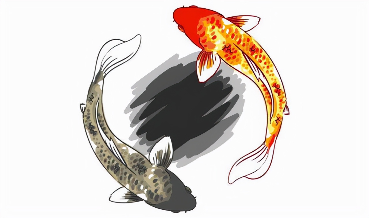 死了锦鲤怎么处理,锦鲤快死了有什么补救方法