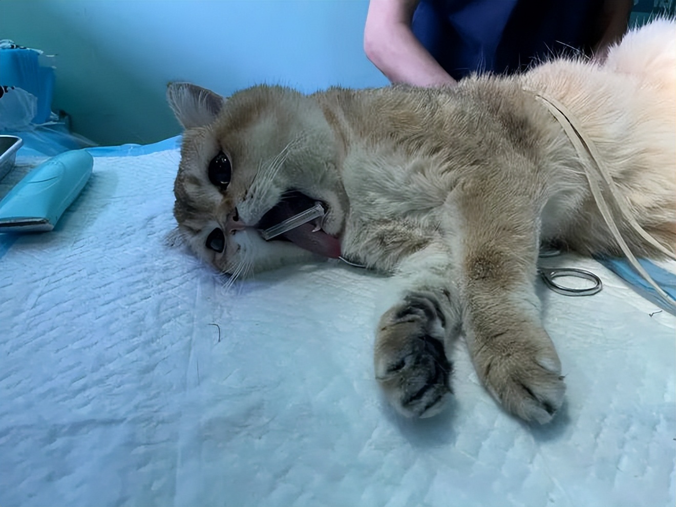 公猫绝育前后有什么变化,公猫绝育后性格有什么变化