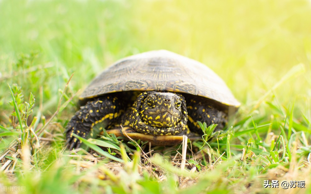 乌龟白眼不用药的治疗方法,乌龟白眼怎样治没有药