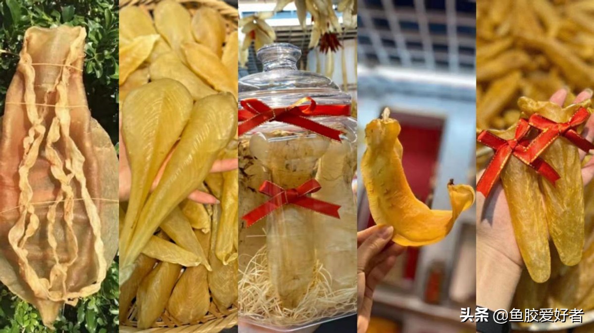 鱼胶怎么挑选视频教程,鱼胶如何挑选便宜又好吃
