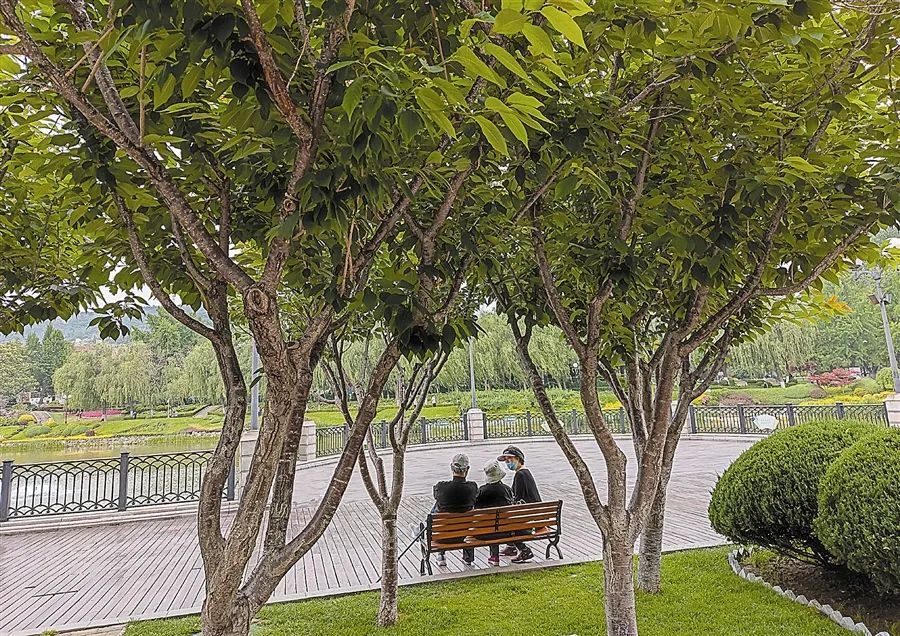 夏至樱桃,夏至红樱桃