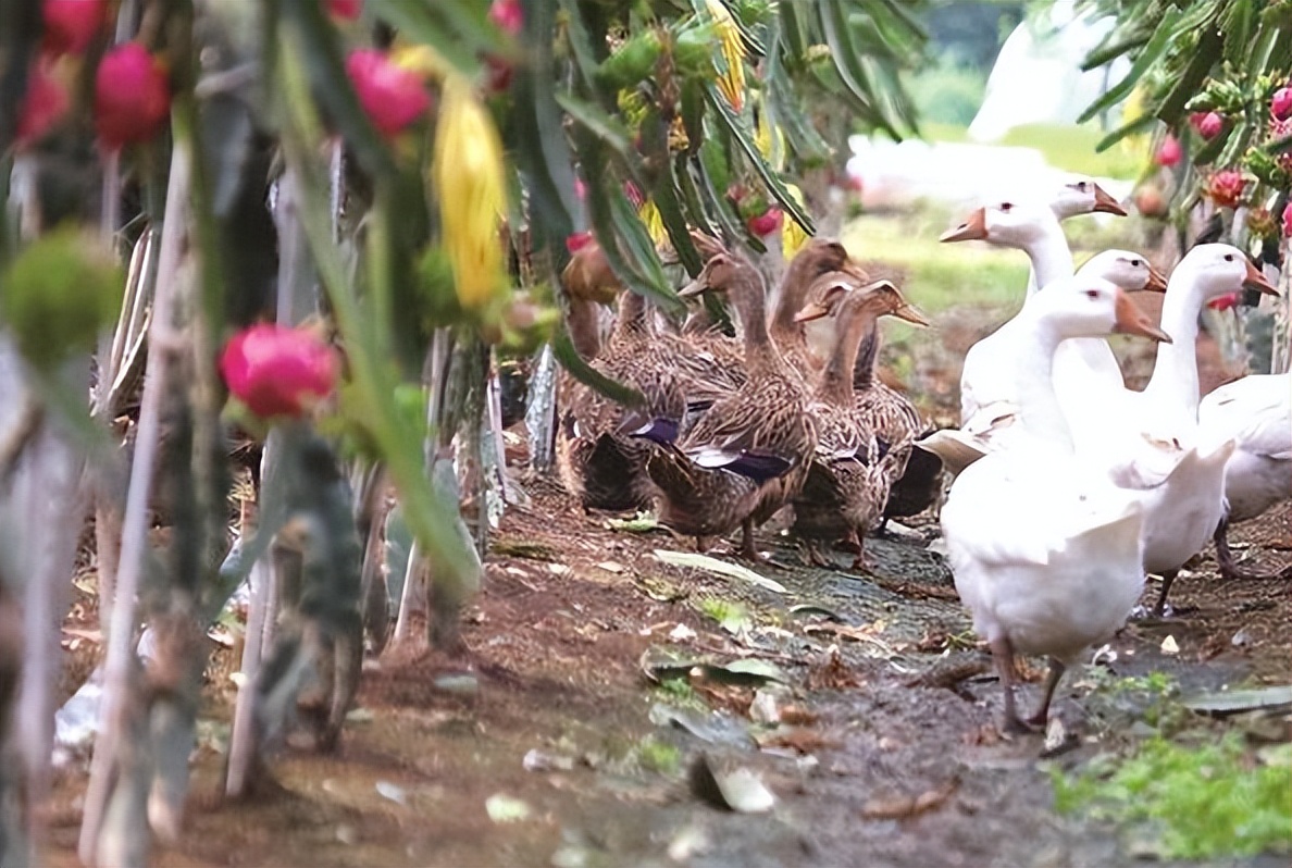 林下养鸡为何没人干了,农村林下养鸡为何如此迅速淘汰