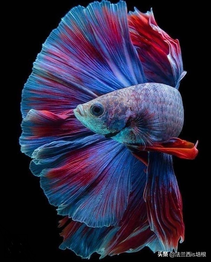 打呵欠为什么鼓膜会膨胀？科学家首次找到证据，解锁人类祖先是鱼