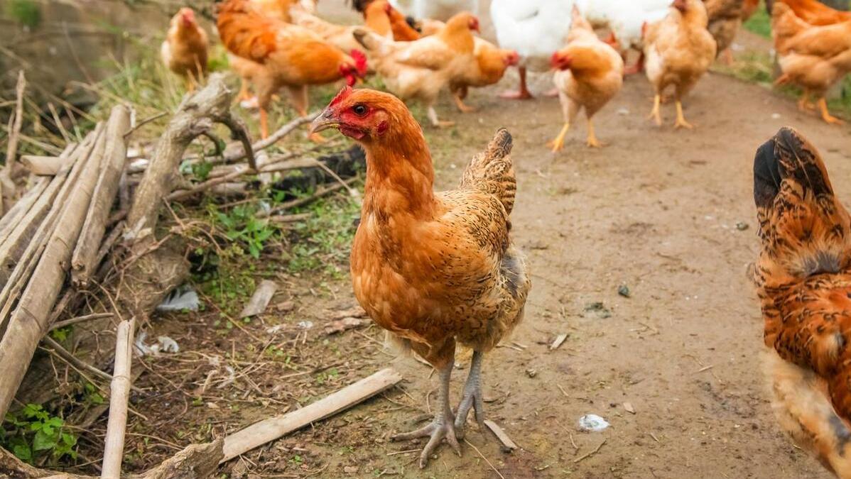 2023年禁止农村养猪狗鸡?官方发文,透露藏在农村的3大暴利行业