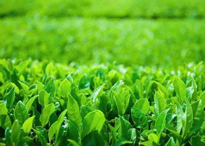 绿茶的8大品种有哪些,绿茶有哪些品种最好