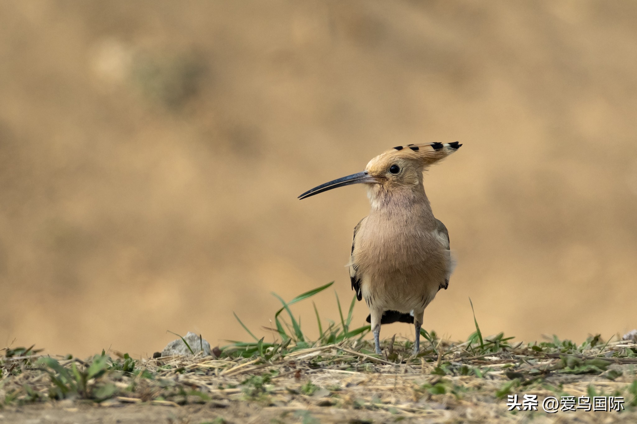 富士xh2s必备镜头,富士x-h2s配人像镜头