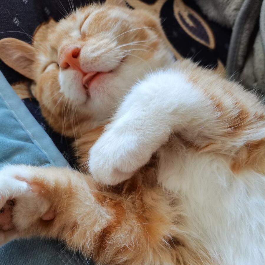 猫咪的胡子白了是什么原因,猫咪的胡子有什么作用吗