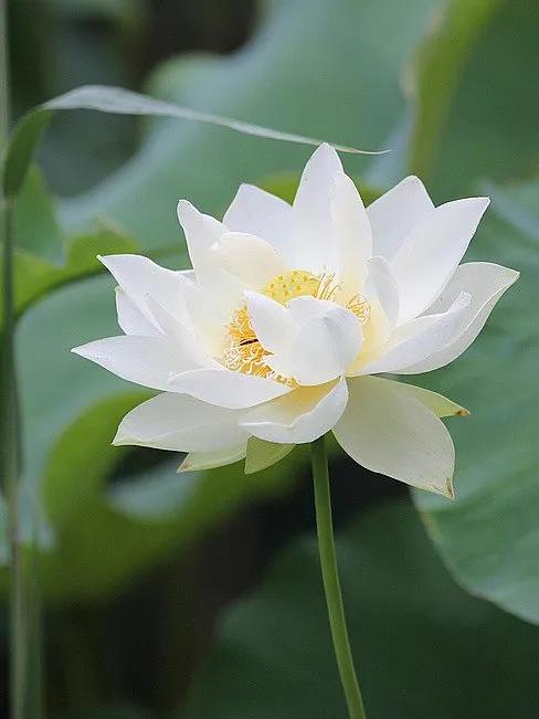 濯清涟而不妖说的是荷花还是莲花,濯清涟而不妖的荷花名句