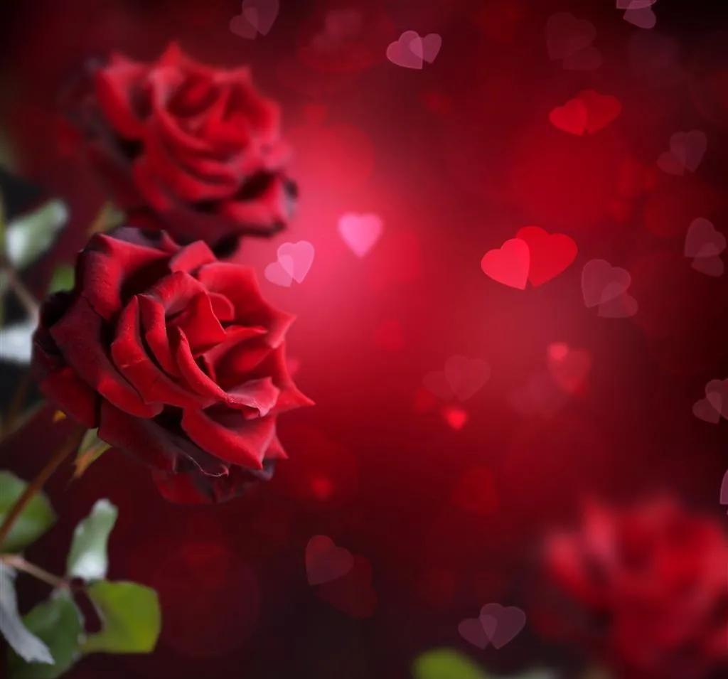 玫瑰花ins高级质感背景图,玫瑰花背景图高清图