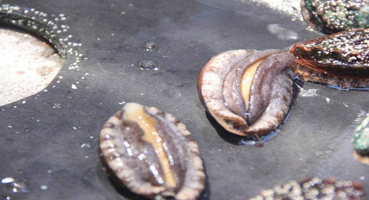 捕捞养殖,养殖水产品销售渠道