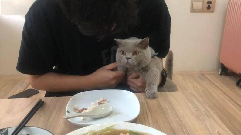 养蓝猫最忌主人什么行为,养蓝猫的7大禁忌