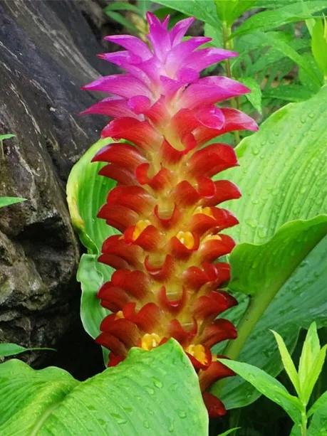 春夏之交，越来越多的花含苞欲放，这一百种娇媚蓓蕾真是美不胜收