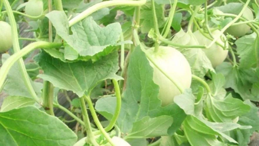 香瓜种植基地,香瓜立体种植