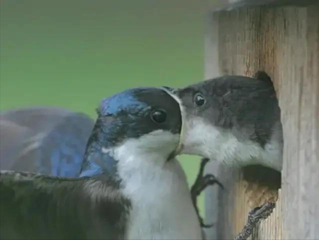 20张让人开怀大笑的猫咪照片,100张有趣猫咪照
