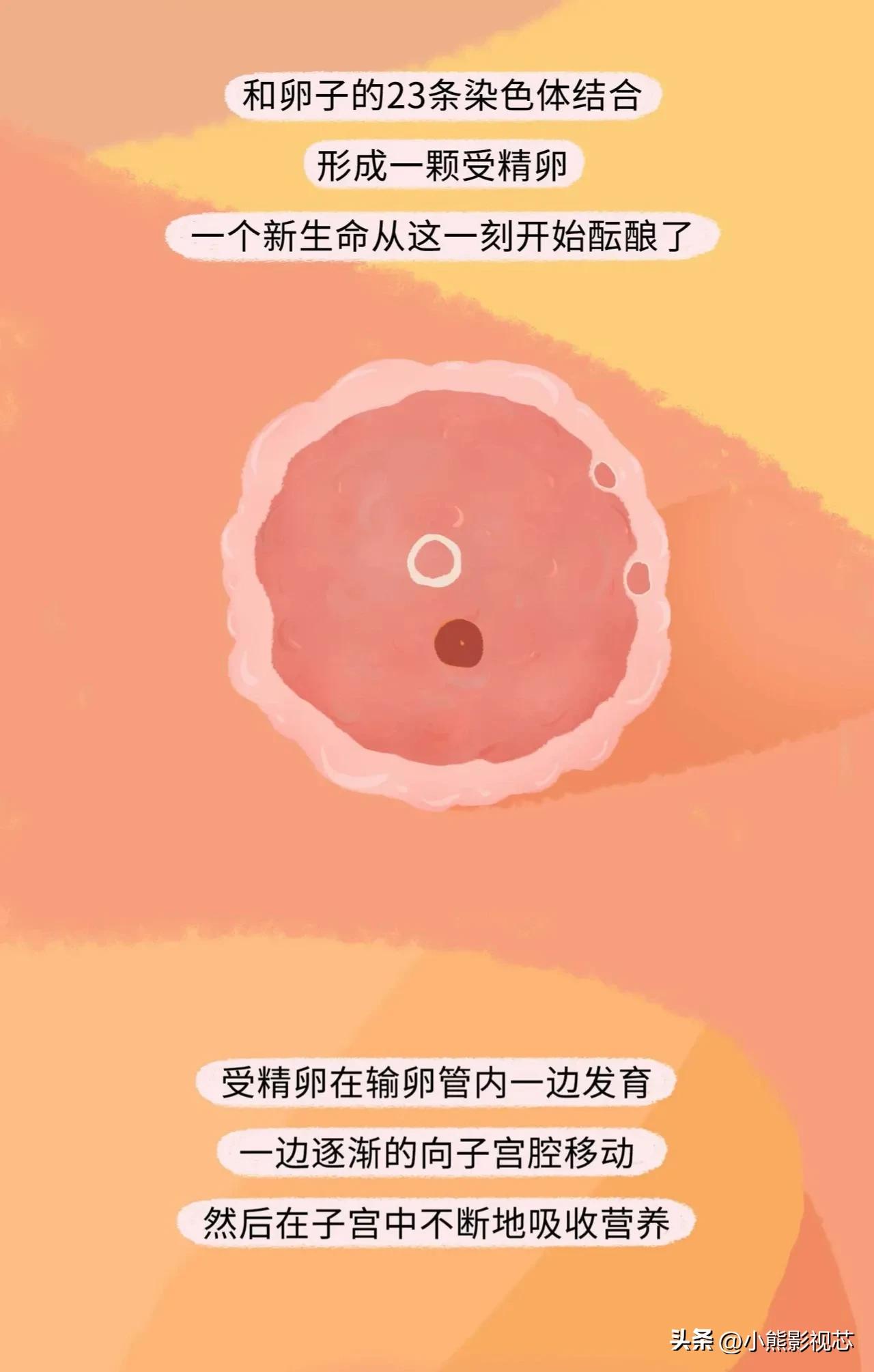 精子进入女生体内的全过程