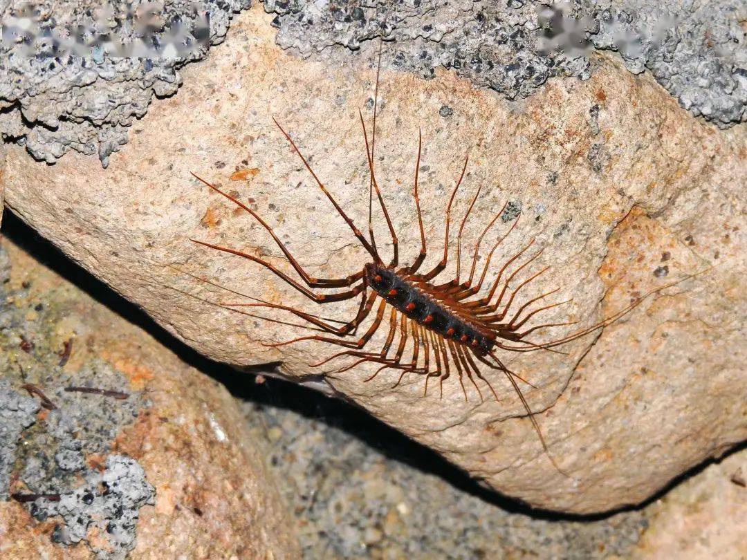 家里消灭害虫的办法,家里小蝇虫最有效的消灭方法