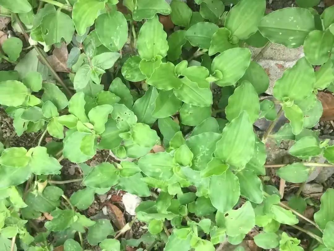 鸭跖草的“亲姐妹”，人称“火柴头”，若在菜地里发现，请别除掉