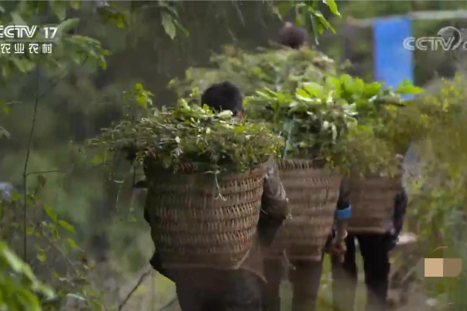 男子承包千亩荒山只为养十只鸡,男子承包荒山养鸡
