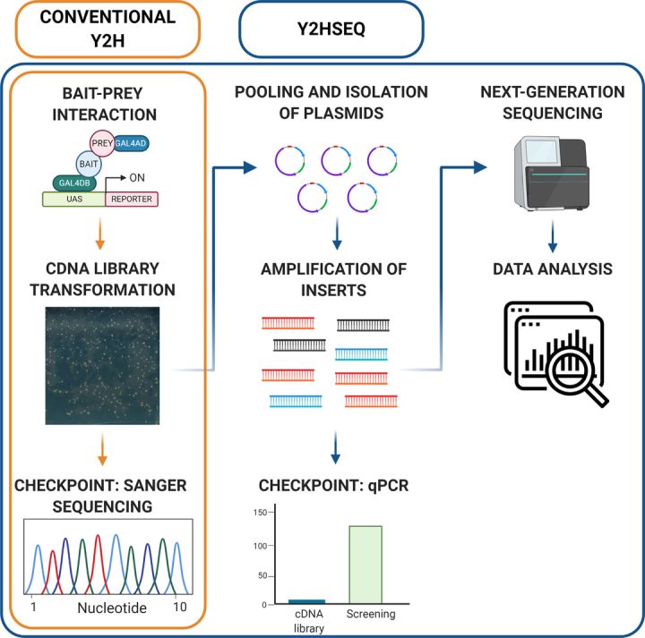 酵母双向杂交,酵母杂交流程