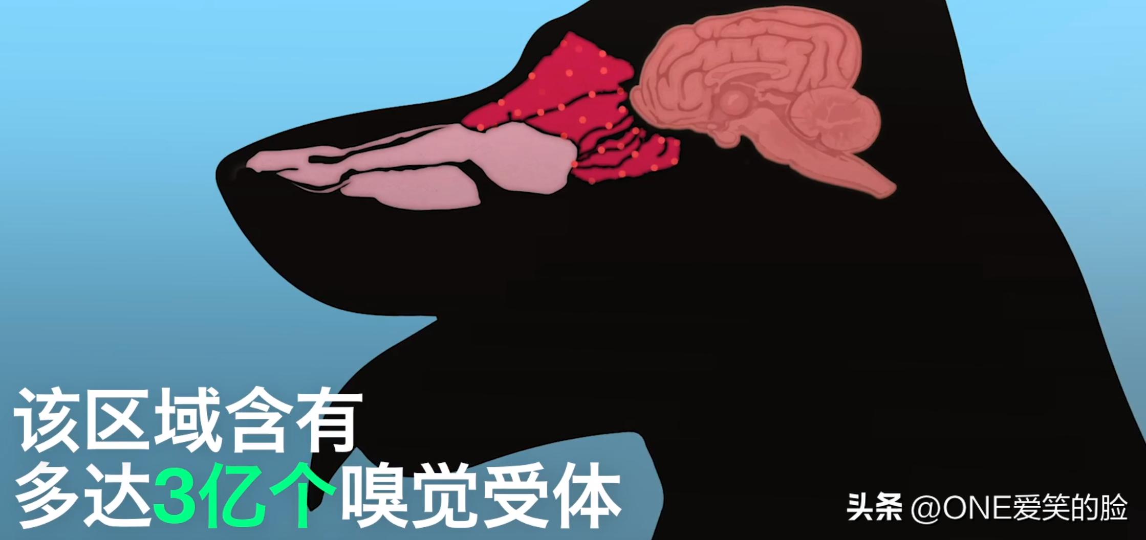 狗的鼻子为什么这么灵敏呢,猪和狗的鼻子谁更灵敏