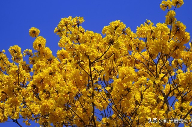 龙岗区沿路景点介绍,深圳龙岗区室内游玩攻略景点大全