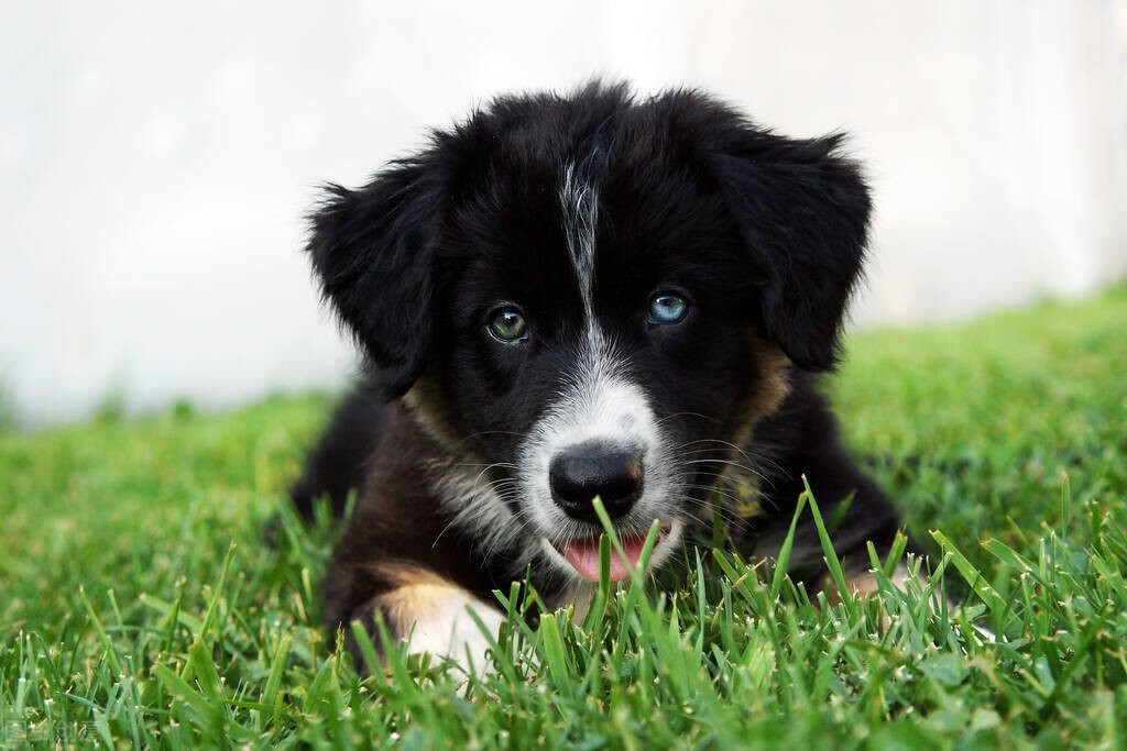 狗狗拉稀像泥浆有狗粮吃什么药,狗狗拉稀像泥浆怎么回事求分享