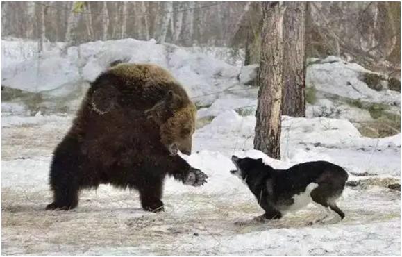 大型狼群围攻黑熊的真实视频,大凉山撵山狗抓野猪