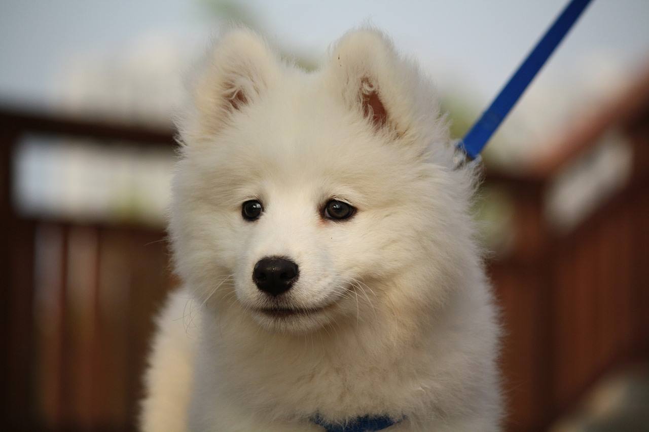 狗狗拉稀是什么原因该如何处理,狗狗拉稀怎么办找对原因对症下药