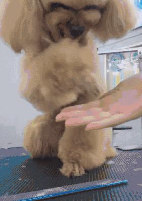 泰迪恨主人五种表现,泰迪有什么坏心思视频