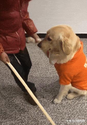 养什么宠物狗寿命比较长,建议新手养的10种狗寿命很长