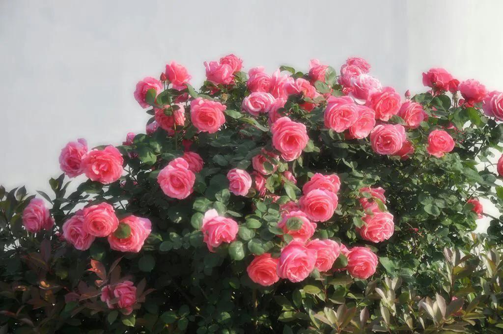 南阳月季大观园,南阳月季大观园绿色月季