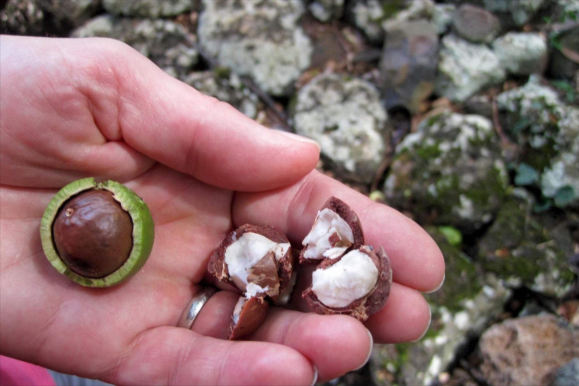 夏威夷果狗狗吃了会中毒吗,狗吃夏威夷果后几小时能出现问题