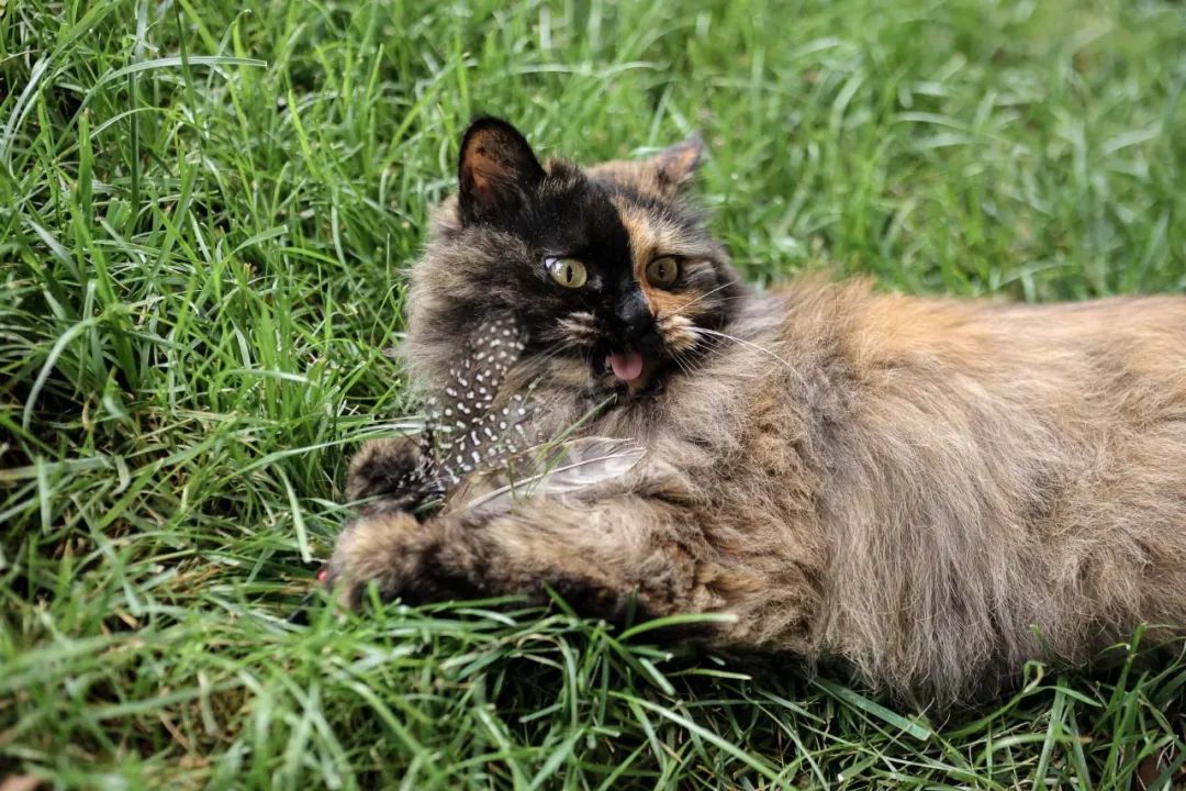 社恐小猫咪的安全感,社恐小猫咪为什么突然想出门了