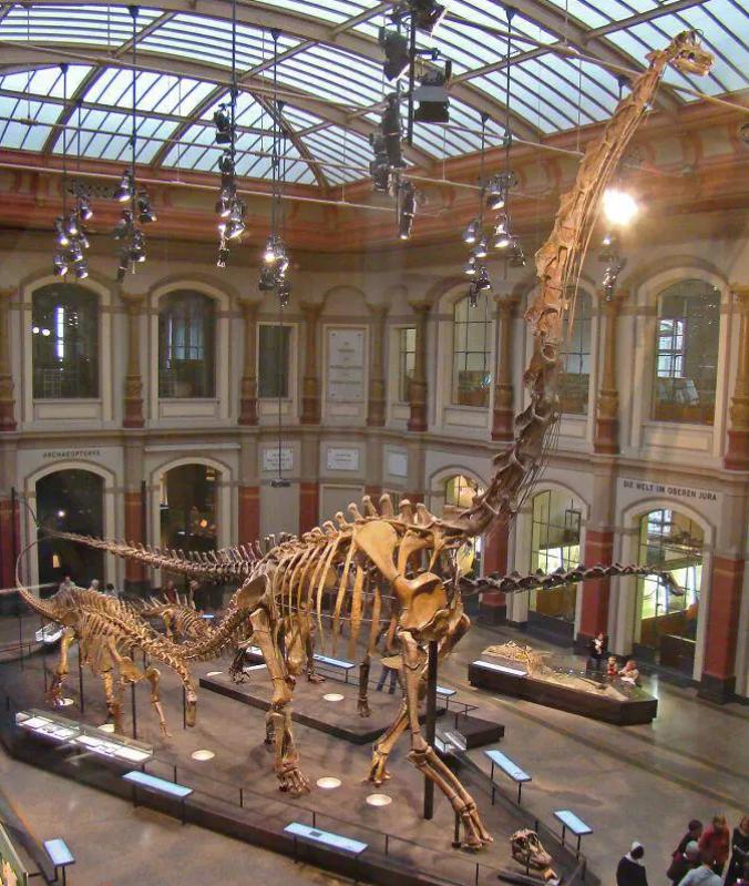 各种古生物化石图片,神秘的地球古生物昆虫化石