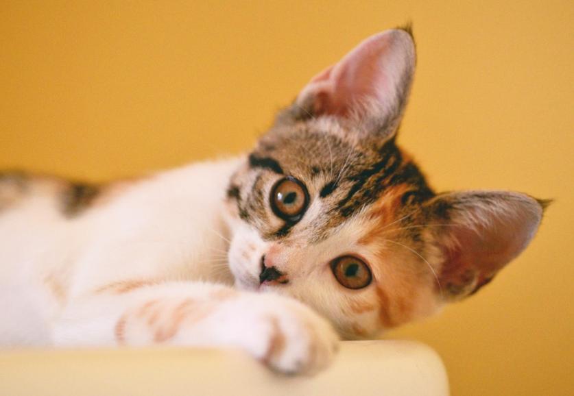 猫寄生虫多的时候猫咪症状,猫咪健康知识