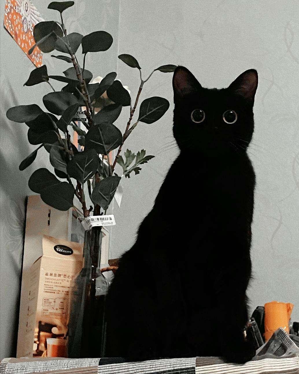 玄猫为什么辟邪,玄猫应该散养还是笼养