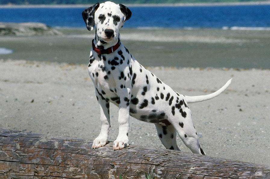 斑点狗杂交拉布拉多,杂交的斑点狗是什么样的啊