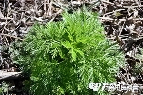 植物幼苗的发展过程详细,植物的幼苗在生长过程中