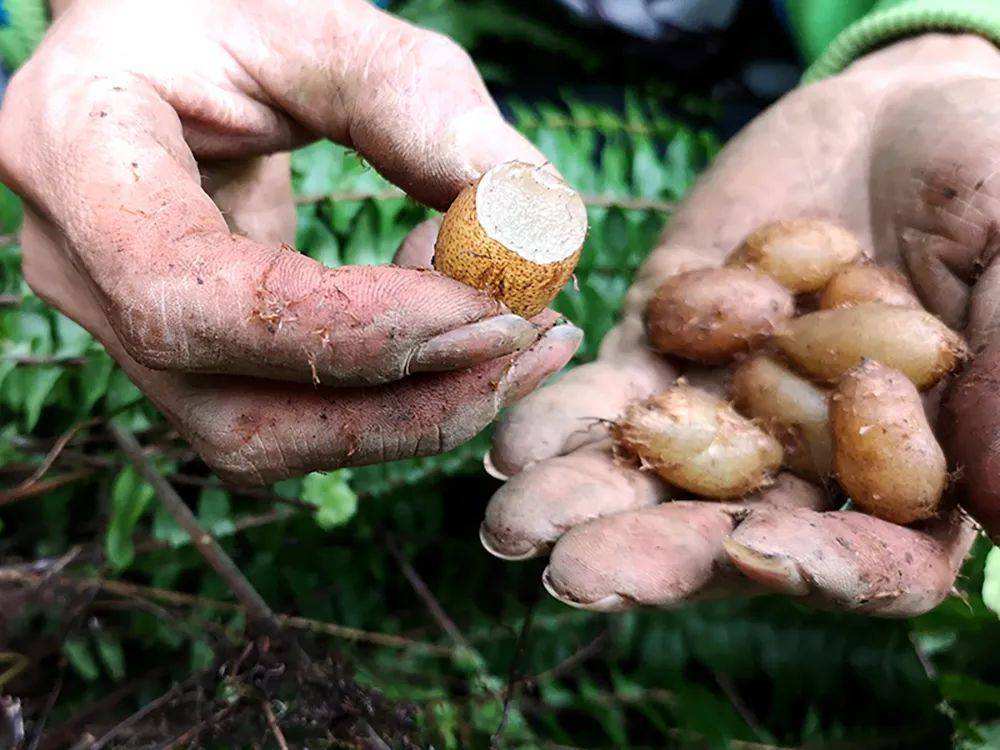 蜈蚣草危害,蜈蚣草对什么有危害