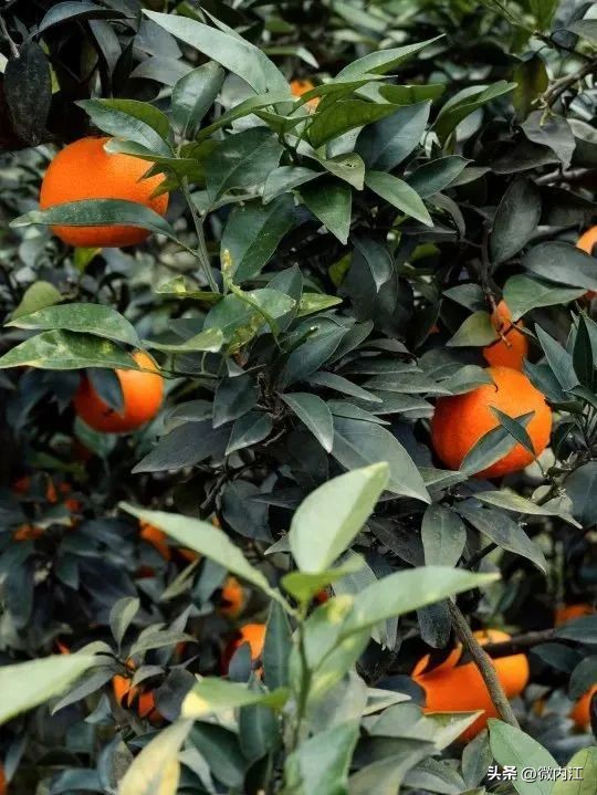 内江周边泡温泉的地方,内江好玩的地方森林公园