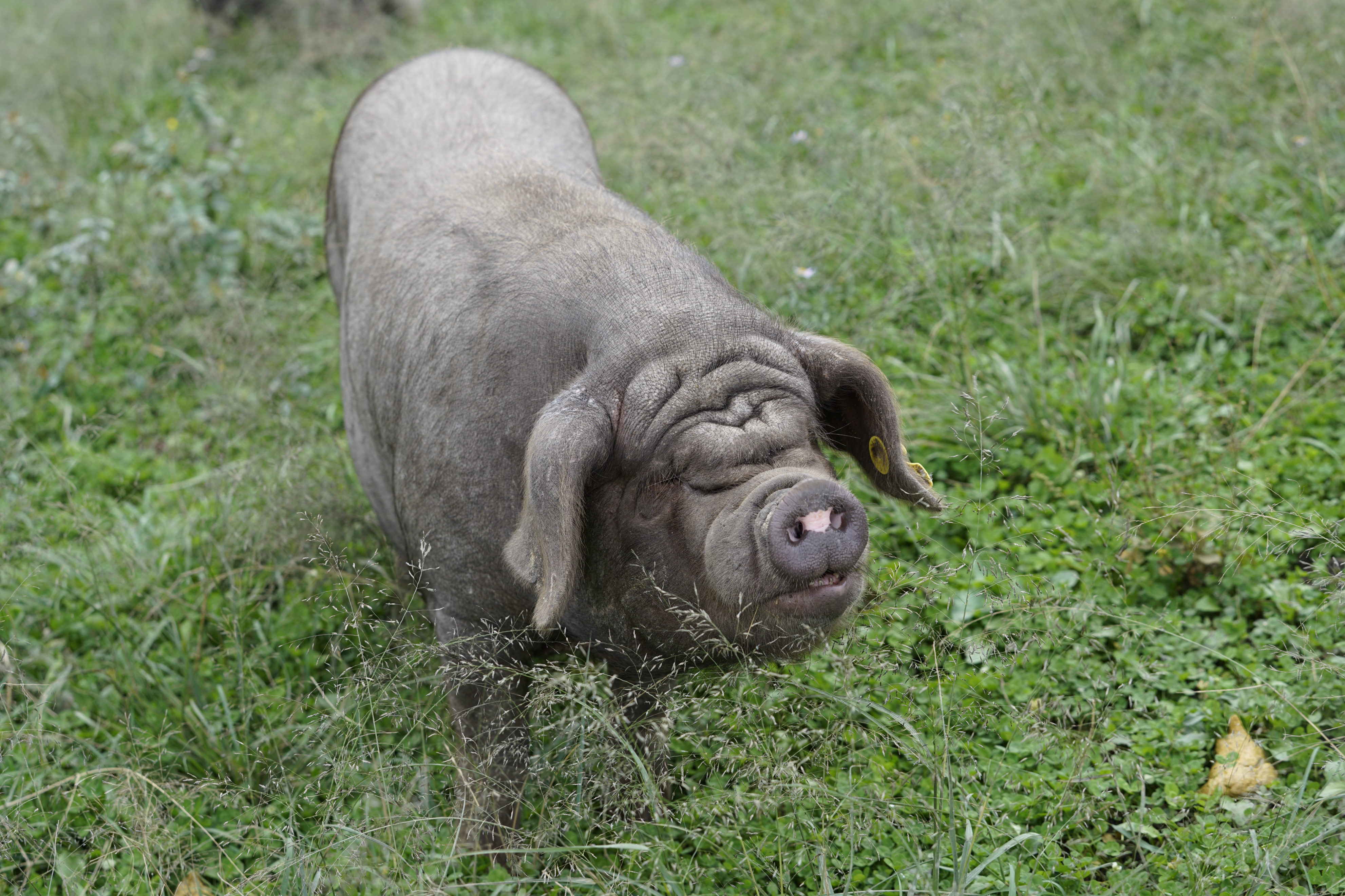 昌图黑猪和松辽黑猪哪个品种好,黑猪品种散养黑猪的前景及利润