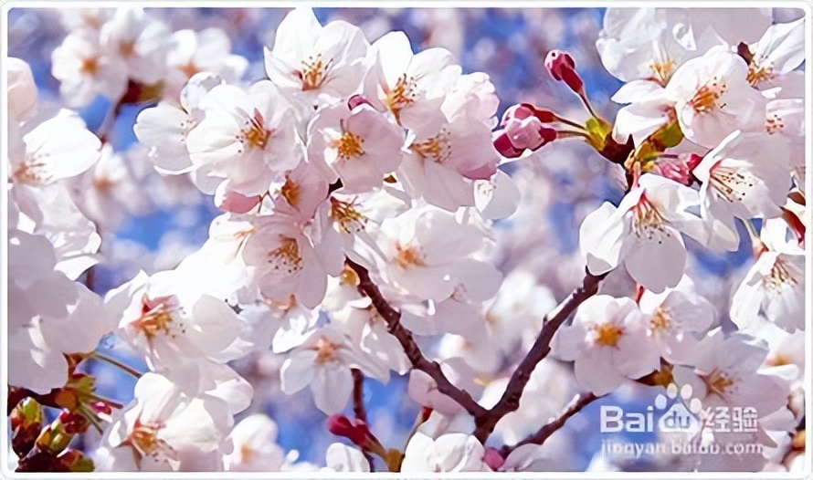 什么品种的樱花好活又好看,樱花的品种与图片大全