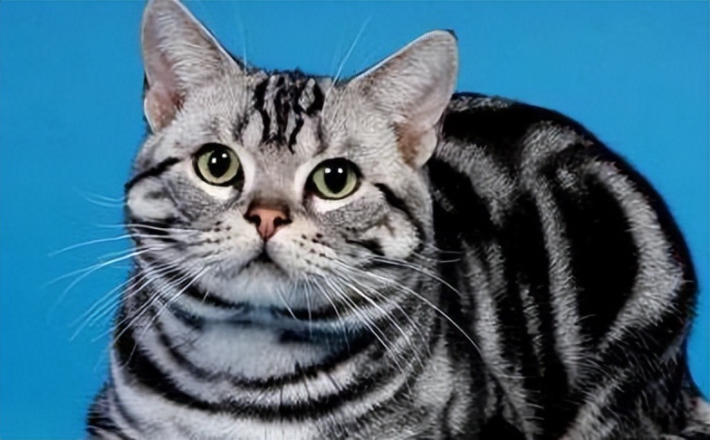 最皮实的猫是什么品种,哪种猫适合新手养比较便宜还好看