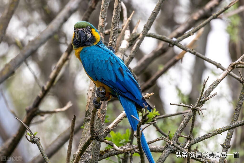花字飞花令诗句大全1000句,蓝飞花令